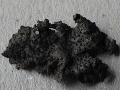 Umbilicaria torrefacta