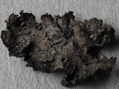 Umbilicaria torrefacta