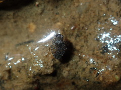 Ochteridae