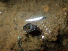 Ochteridae