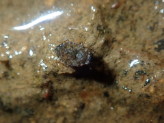 Ochteridae