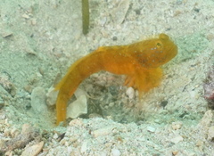 Cryptocentrus sericus