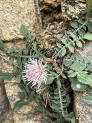 Centaurea raphanina raphanina