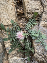 Centaurea raphanina raphanina