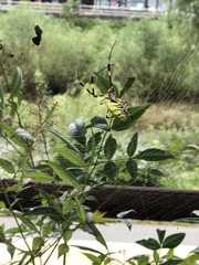 Trichonephila clavata