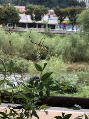 Trichonephila clavata