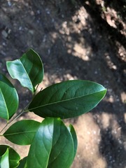 Casearia multinervosa