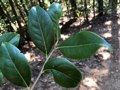 Casearia multinervosa