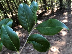 Casearia multinervosa