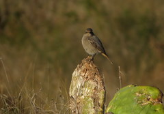 Phoenicurus ochruros