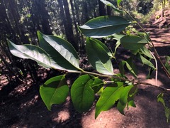 Casearia multinervosa