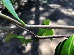 Casearia multinervosa