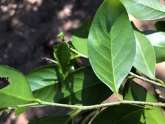 Casearia multinervosa