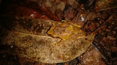 Raorchestes