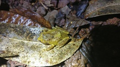 Raorchestes