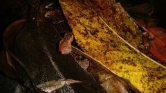 Raorchestes