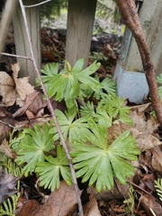 Eranthis