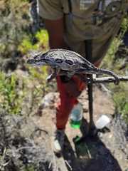 Bradypodion barbatulum