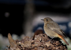 Phoenicurus ochruros