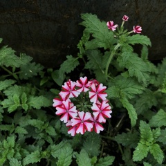Glandularia × hybrida