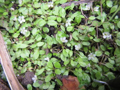 Glossostigma elatinoides