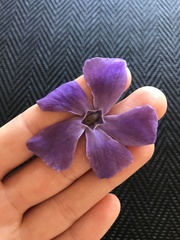 Vinca minor