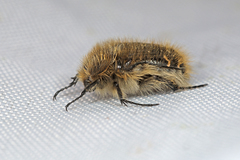 Tropinota squalida