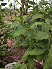 Cyrtophyllum fragrans