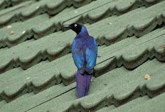 Lamprotornis purpuroptera