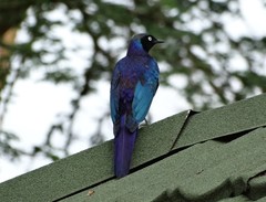 Lamprotornis purpuroptera