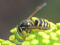 Dolichovespula sylvestris