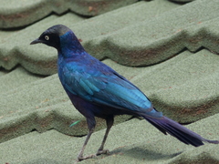 Lamprotornis purpuroptera