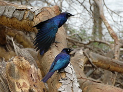 Lamprotornis purpuroptera