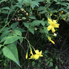Chrysojasminum floridum