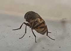 Diptera