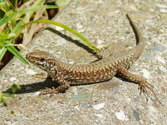 Podarcis muralis