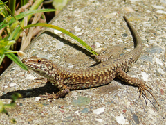 Podarcis muralis