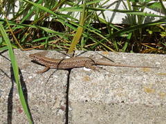 Podarcis muralis