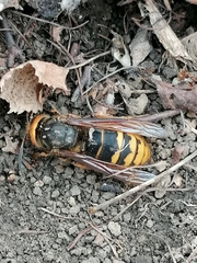 Vespa crabro altaica