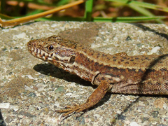 Podarcis muralis