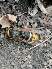 Vespa crabro altaica