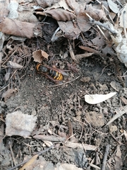 Vespa crabro altaica