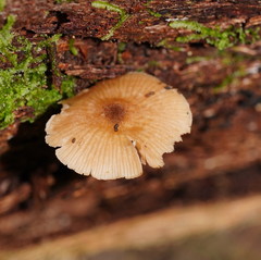Entoloma readiae