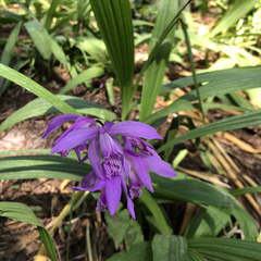Bletilla