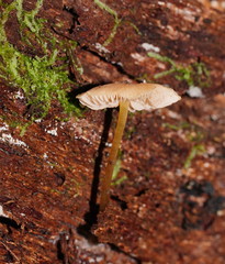 Entoloma readiae
