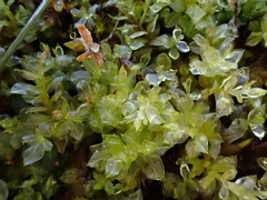 Plagiomnium elatum