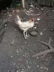 Gallus gallus domesticus