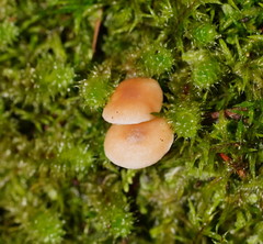 Collybia eucalyptorum