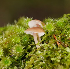 Collybia eucalyptorum