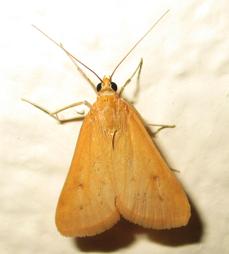 Orange Naked Pearl